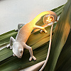 Изображение товара Светильник настенный Chameleon Going Up, белый
