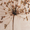 Изображение товара Панно декоративное Plant с бежевой рамой, 50х70 см