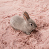 Изображение товара Ковер Rabbit, 160х230 см, розовый