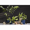 Изображение товара Диффузор ароматический Cypress, Jasmine & Patchouli из коллекции Edge, 200 мл, бежевый